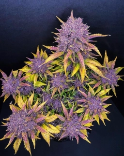 Fast Buds Purple Lemonade Auto