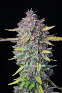 Fast Buds Purple Punch Auto