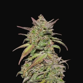 Fast Buds Smoothie Auto