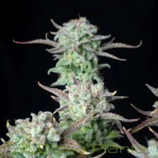 Fast Buds Strawberry Banana Auto