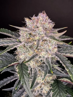 Fast Buds Strawberry Gorilla Auto