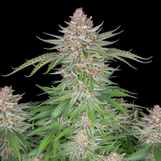 Fast Buds Strawberry Pie Auto