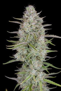 Fast Buds Wedding Cheesecake Auto