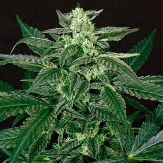Exotic Seeds A.A.A. Auto