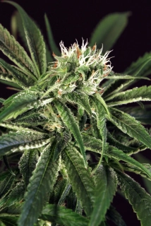 Exotic Seeds Amnesia #7