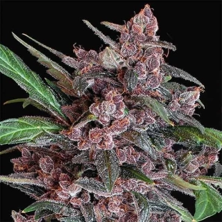 Exotic Seeds Black Lemon Auto