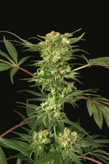 Exotic Seeds Devil Kush Regular