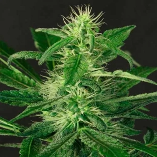 Exotic Seeds Gypsy Widow