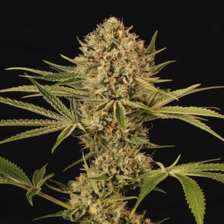 Exotic Seeds Herz OG