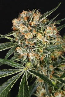 Exotic Seeds Hippie Therapy CBD