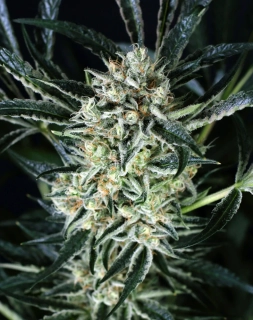 Exotic Seeds Jelly Bananen