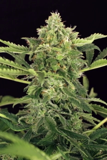 Exotic Seeds Mango Cream Auto