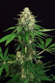 Exotic Seeds Mango Cream Regular