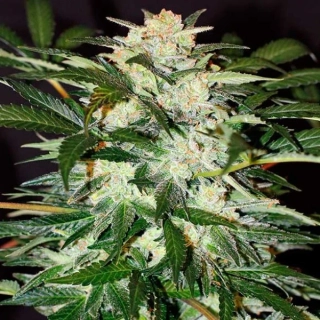 Exotic Seeds Monster Mash Auto