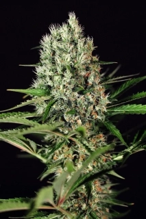 Exotic Seeds Quick Mass