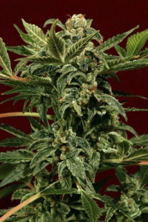 Exotic Seeds Russian Auto