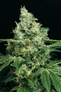 Exotic Seeds Sir Jack