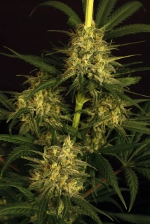 Exotic Seeds Spicy Bitch Regular