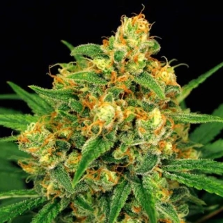 Exotic Seeds Tangerine Kush Regular