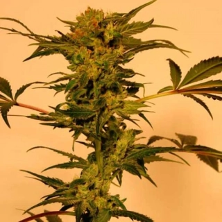 Exotic Seeds White Jewel Regular