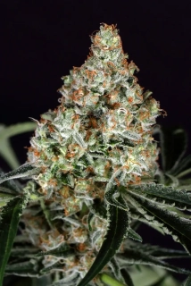 Exotic Seeds Zkittalicious