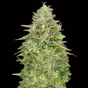Natural Seeds Critical + CBD F1 Fast Version