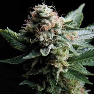 Natural Seeds Doctor CBD