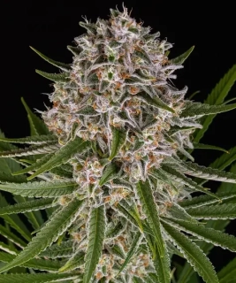 Natural Seeds Haze Auto