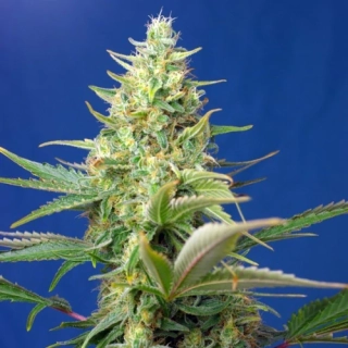 Natural Seeds Honey Kush CBD