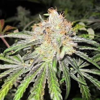 Natural Seeds Natural Medic+ 1.0