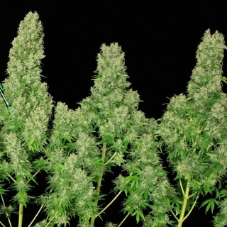 Natural Seeds White Russian