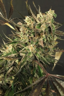 Exotic Seeds Exotic Colours