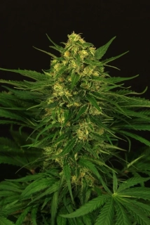 Exotic Seeds Exotic Thai