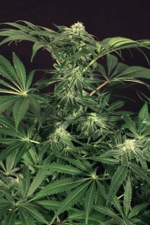 Exotic Seeds Green Gummy feminizovaná