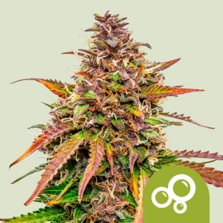 Royal Queen Seeds Bubble Kush