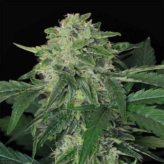 Exotic Seeds Jungle Fever Auto