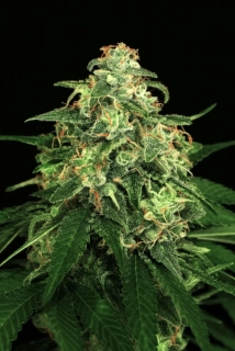 Exotic Seeds Mango Cream