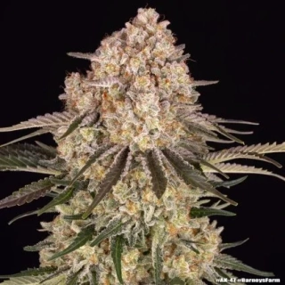 Exotic Seeds Sir Jack Auto