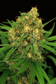Exotic Seeds Tangerine Kush