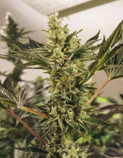 Exotic Seeds Banana Mash Auto