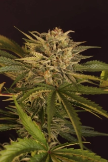 Exotic Seeds Dr.Greenman Pure CBD