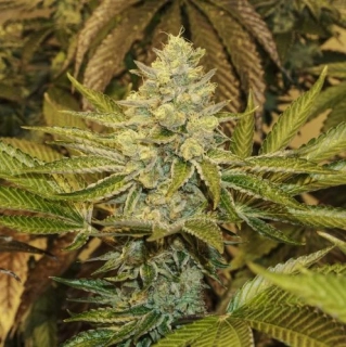 Exotic Seeds Exotic Animal