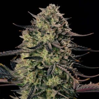 Exotic Seeds Herz OG Auto