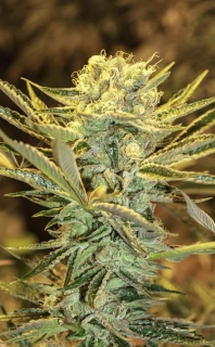 Exotic Seeds Hippie Berry