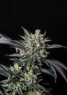 Exotic Seeds Jelly Bananen Auto