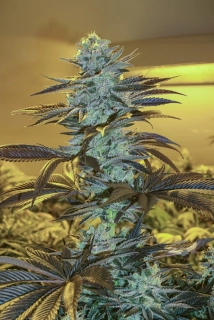 Exotic Seeds Purple Monkey Auto