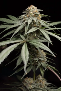 Exotic Seeds Quick Sherbet