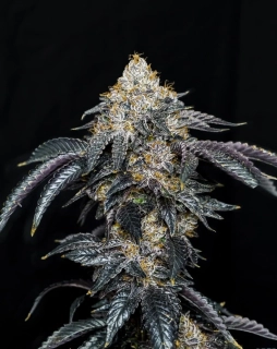 Exotic Seeds Quicklato Sherbet