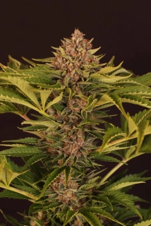 Exotic Seeds Strawberry Cola Auto
