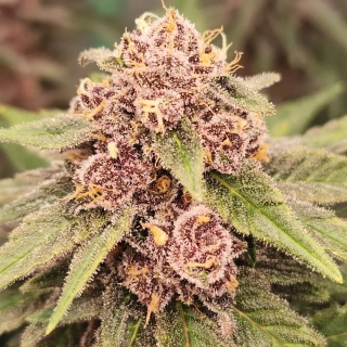 Exotic Seeds Tropical Fuel